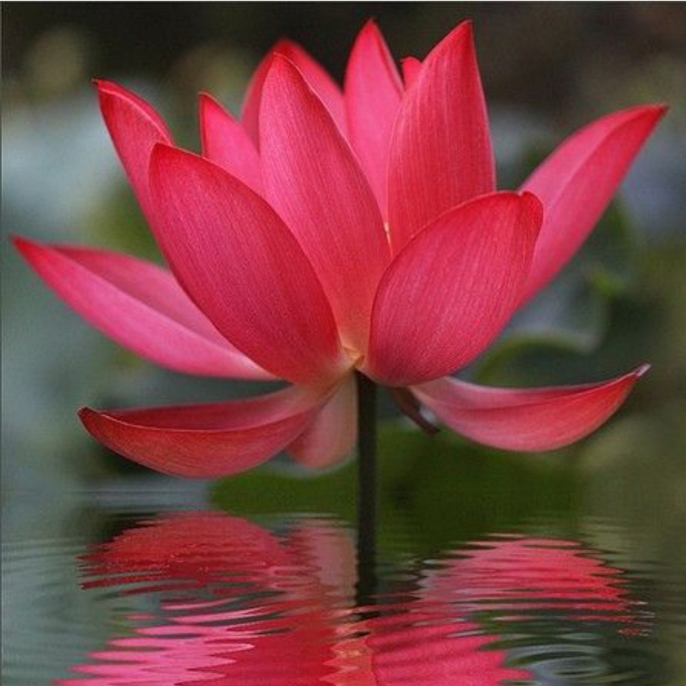 Meet your Posher, Eve